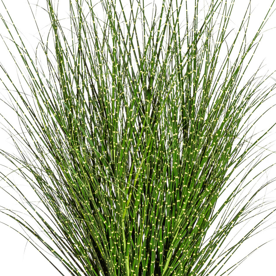 Miscanthus Zebrinus, ca 140cm, im Topf