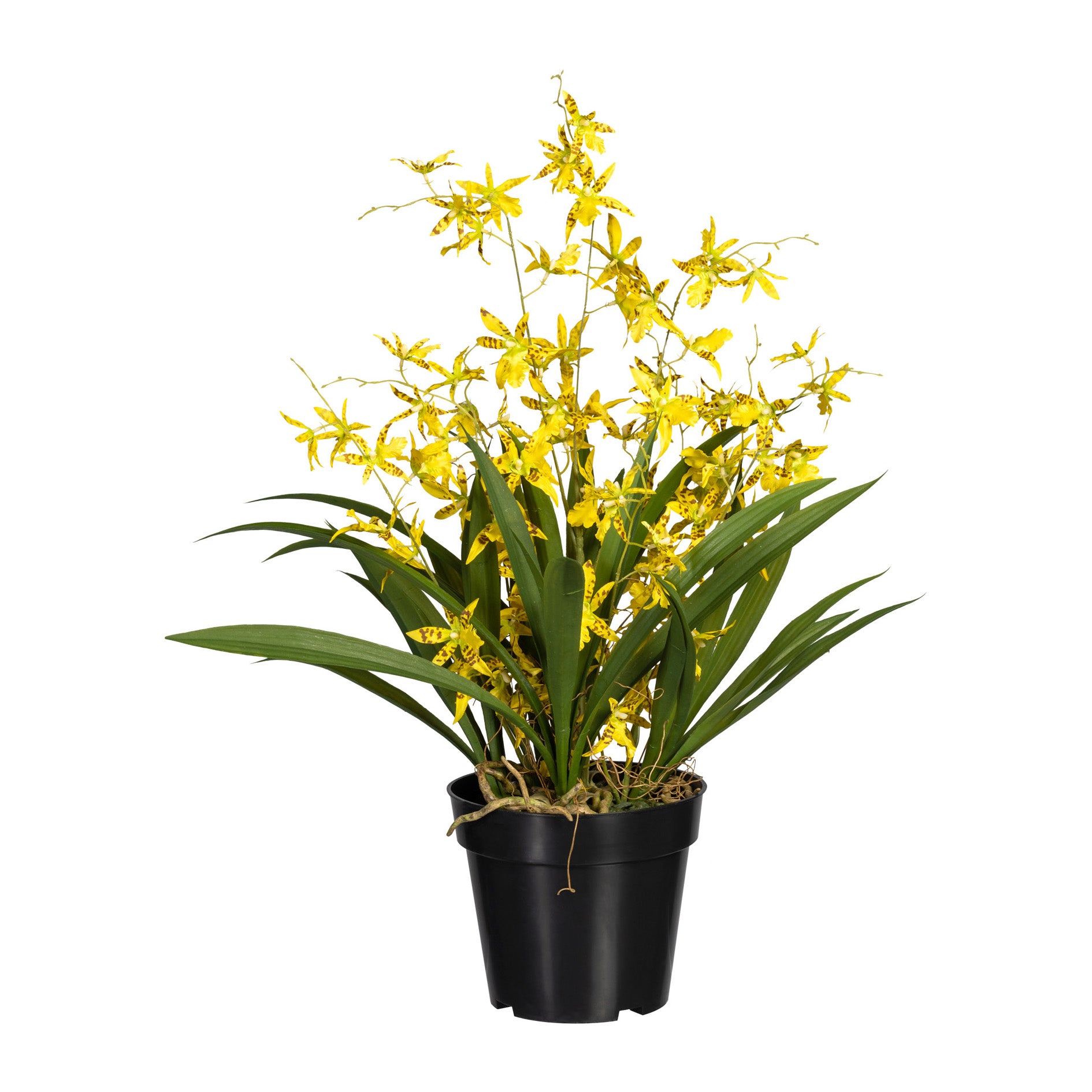 Oncydie Dancing Queen, ca 60cm, gelb, im Topf 17x14,5cm, Polyester