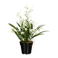 Oncydie Dancing Queen, ca 60cm, weissgruen, im Topf 17x14,5cm, Polyester