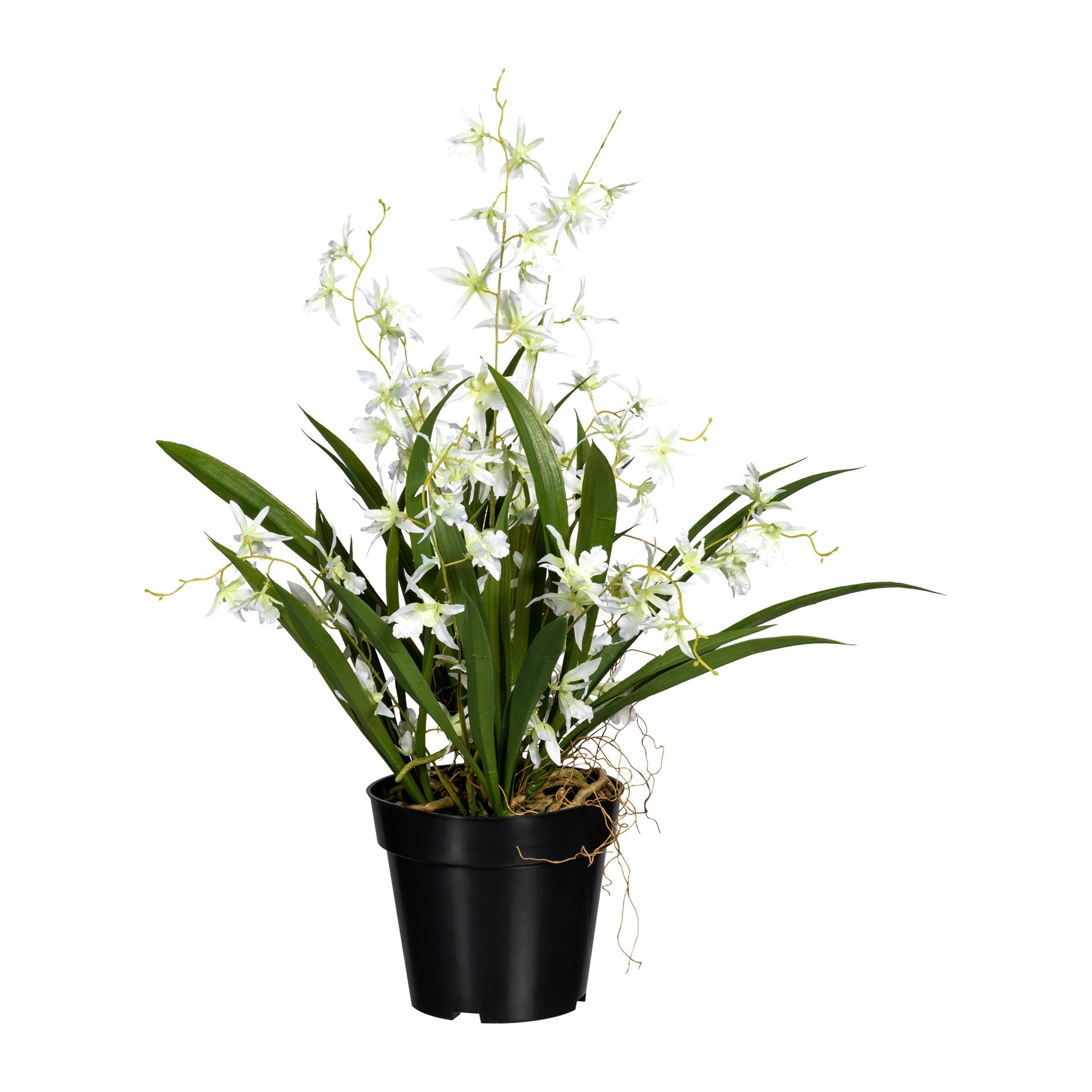 Oncydie Dancing Queen, ca 60cm, weissgruen, im Topf 17x14,5cm, Polyester