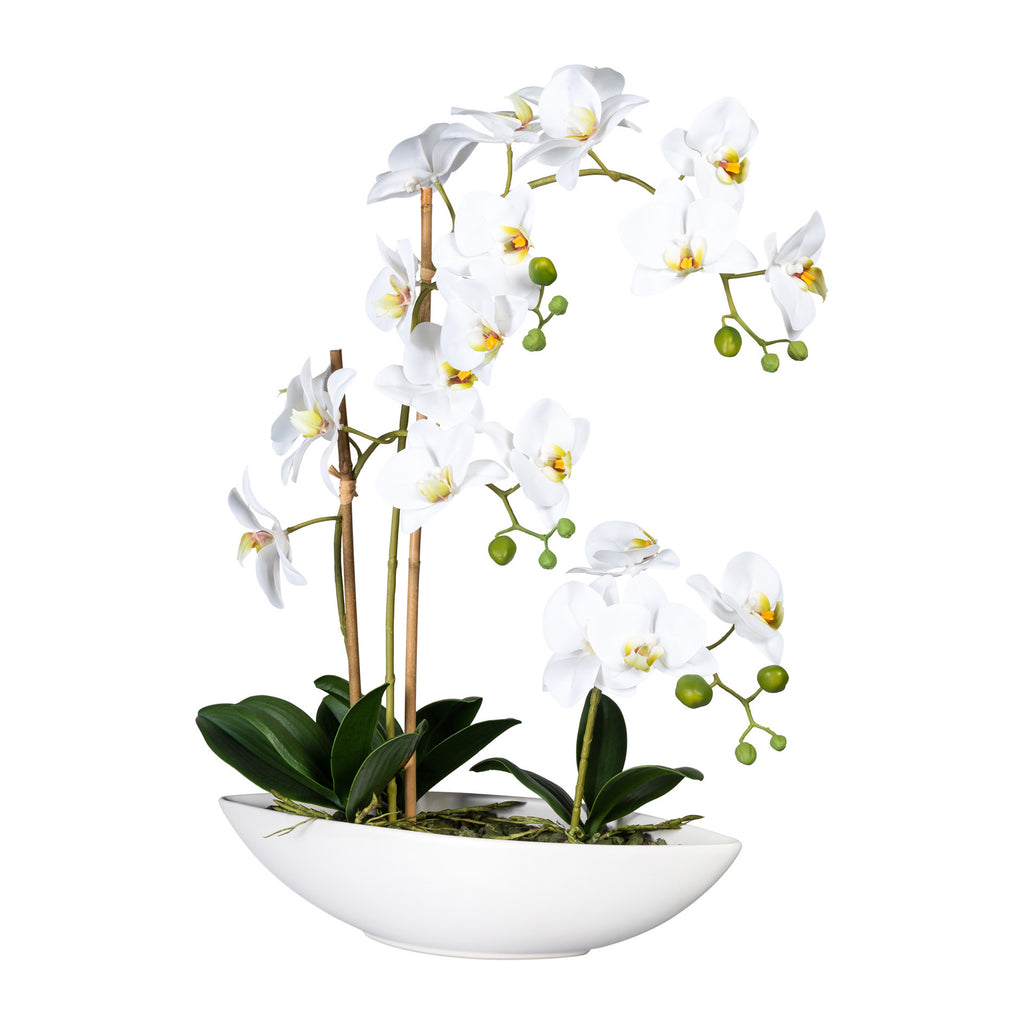 Phalaenopsis x4, ca 60cm weiss, im Keramikschiff 37x11x9cm, m.Steine, Real Touch