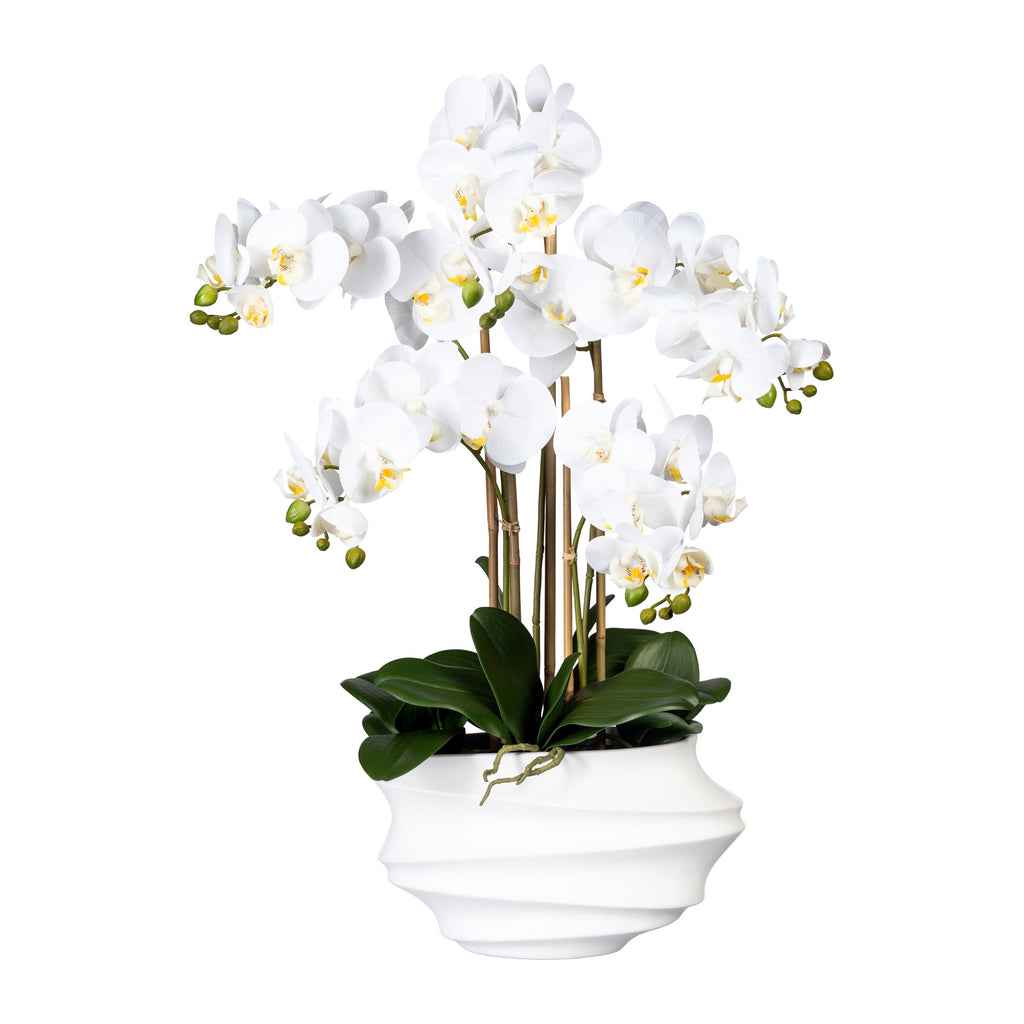 Phalaenopsis x5, ca 75cm weiss, in Kunststoffvase weiss 30x17x12cm, Real Touch