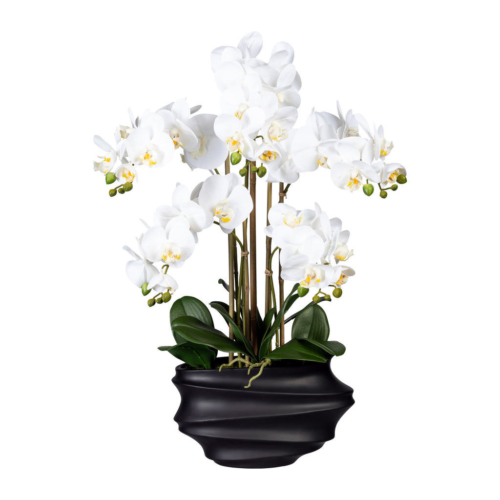 Phalaenopsis x5, ca 75cm weiss, in Kunststoffvase schwarz 30x17x12cm, Real Touch
