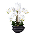 Phalaenopsis x5, ca 75cm weiss, in Kunststoffvase schwarz 30x17x12cm, Real Touch