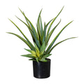 Aloe x2, ca 48cm gruen, im Kunststofftopf 12x11cm schwarz, mit Erde