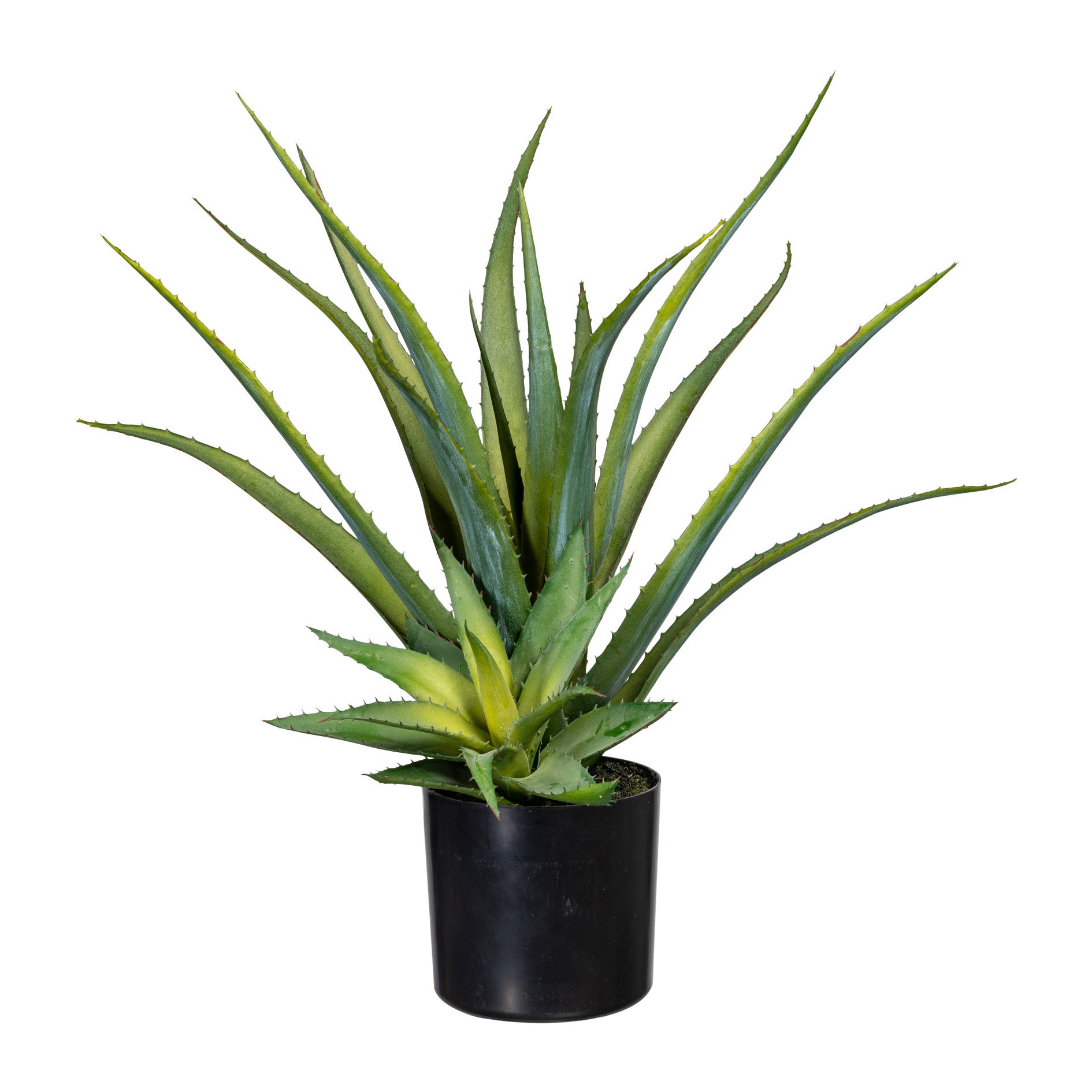 Aloe x2, ca 48cm gruen, im Kunststofftopf 12x11cm schwarz, mit Erde