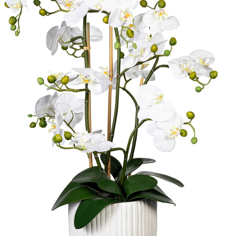 Orchidee Phalaenopsis x12, ca 110cm, weiss, Real Touch, 12 Bl., in weisser Keramikvase 24x30cm mit Erde