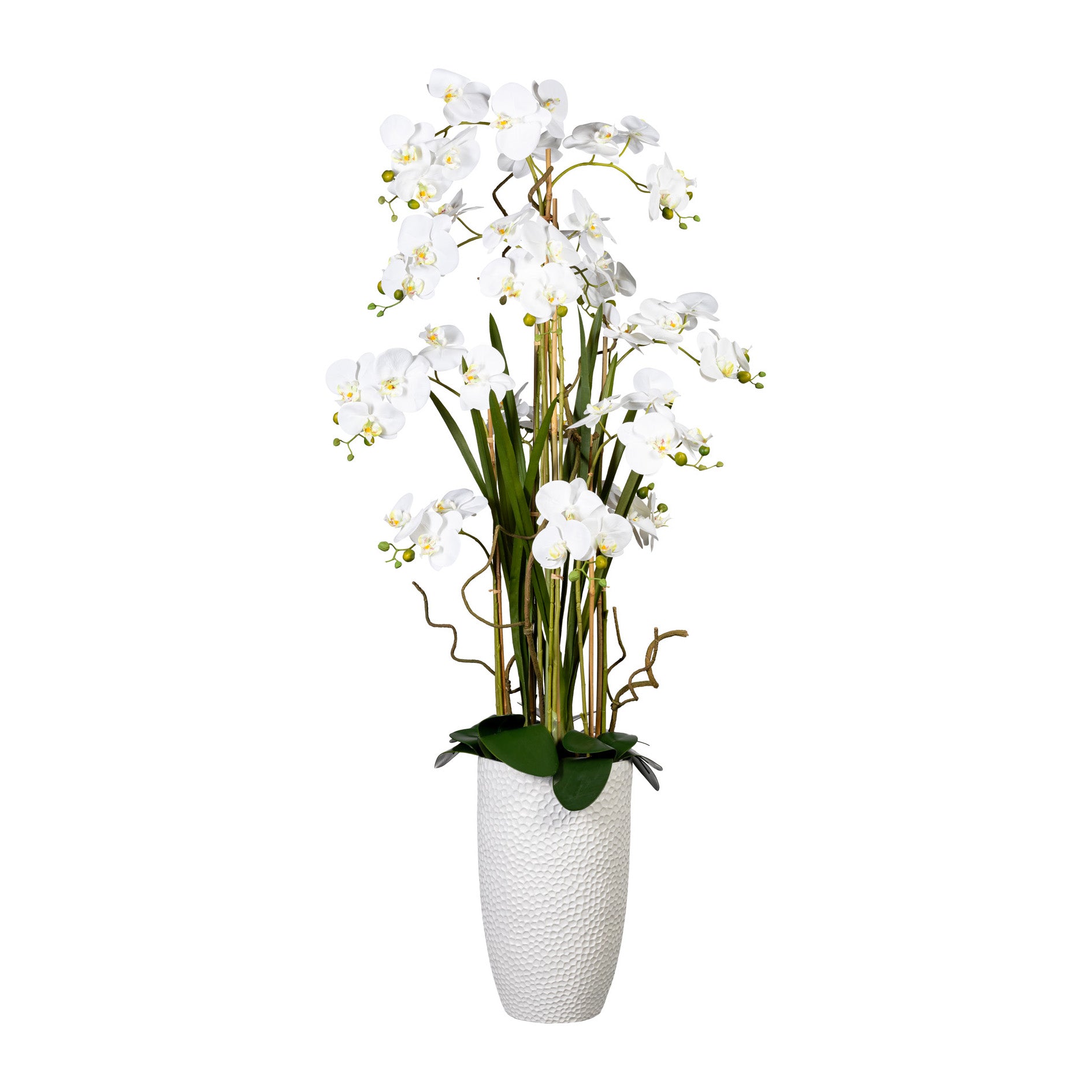 Phalaenopsisarrangement, ca 160cm, weiss, Real Touch