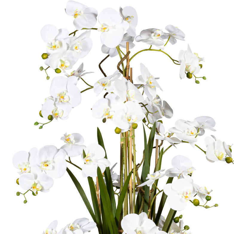 Phalaenopsisarrangement, ca 160cm, weiss, Real Touch