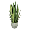 Sansevieria x10, ca 80cm, gruen, Kunststoff, im Melamintopf 22,5x20cm, mit Erde