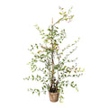 Lonicera japonica (Geissblatt) ca 100cm, Kunststoff gruen, im Zementtopf braun 14,5x13cm, mit Erde