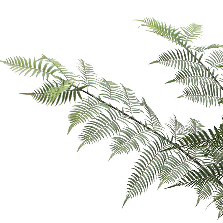 Schwarzer Baumfarn x7, ca 330cm gruen im Kunststofftopf 27x24cm, mit Erde