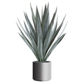 Agave tequilana x30, ca 110cm gruen-grau, im grauen Kunststofftopf 27x27cm mit Erde
