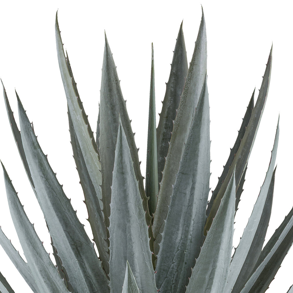 Agave tequilana x30, ca 110cm gruen-grau, im grauen Kunststofftopf 27x27cm mit Erde