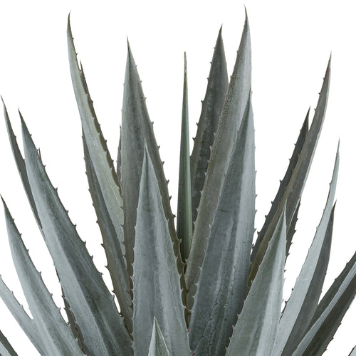 Agave tequilana x30, ca 110cm gruen-grau, im grauen Kunststofftopf 27x27cm mit Erde
