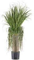 Beaucarnea ca 125cm, gruen, im Kunststofftopf 15x14cm