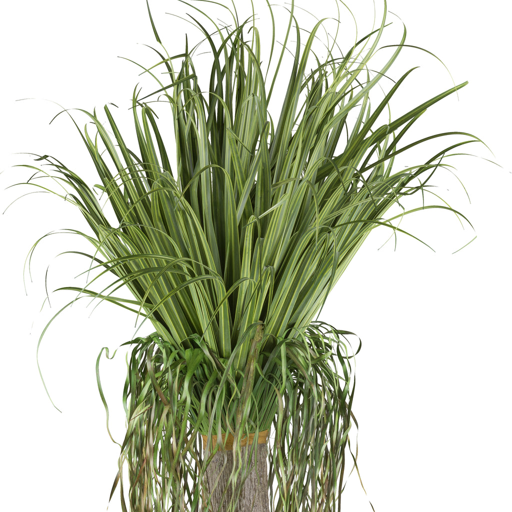 Beaucarnea ca 125cm, gruen, im Kunststofftopf 15x14cm