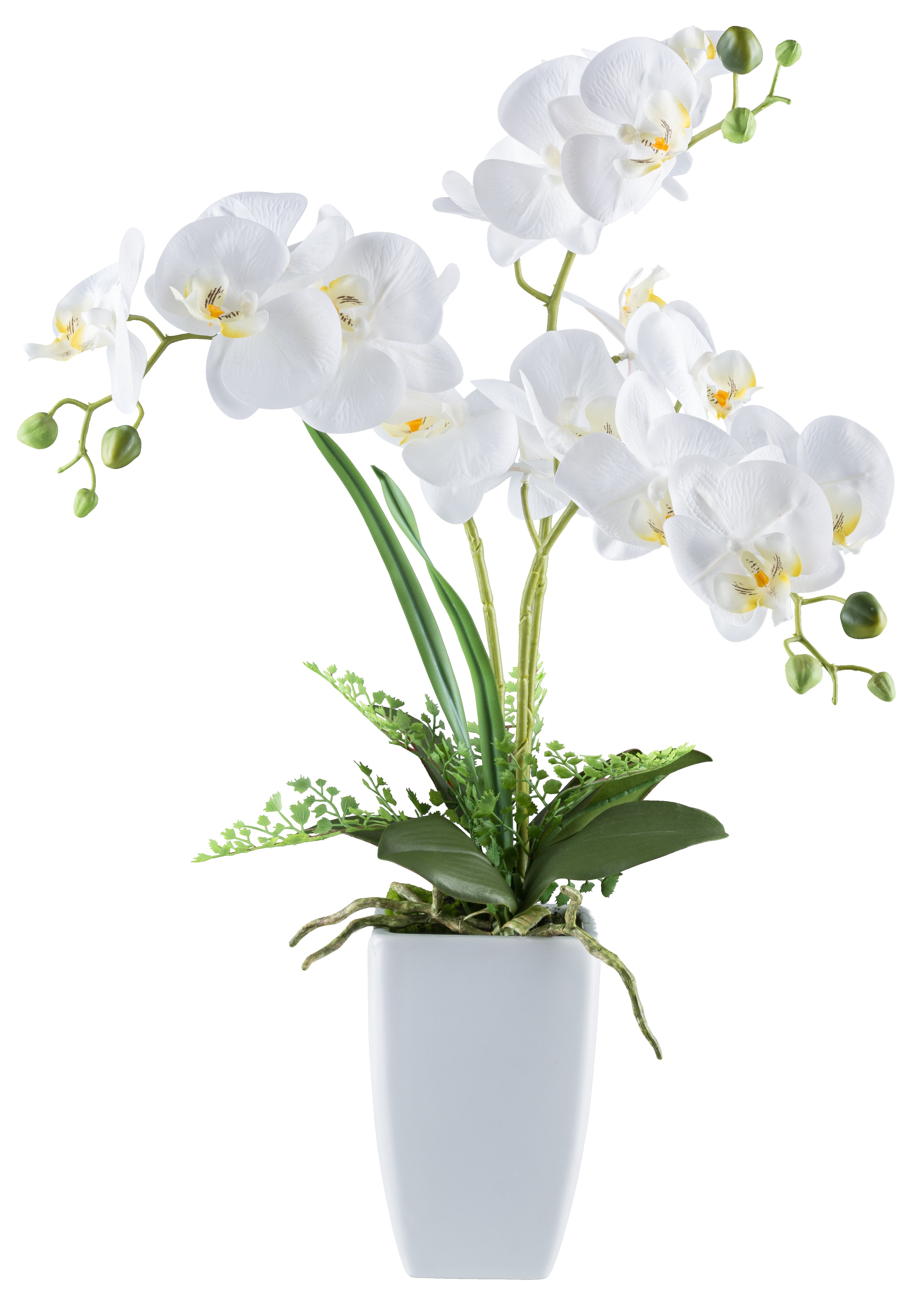 Phalaenopsis x3, ca 67cm, weiss 18 Blueten, in Keramikvase 11,5x18cm weiss, Real Touch