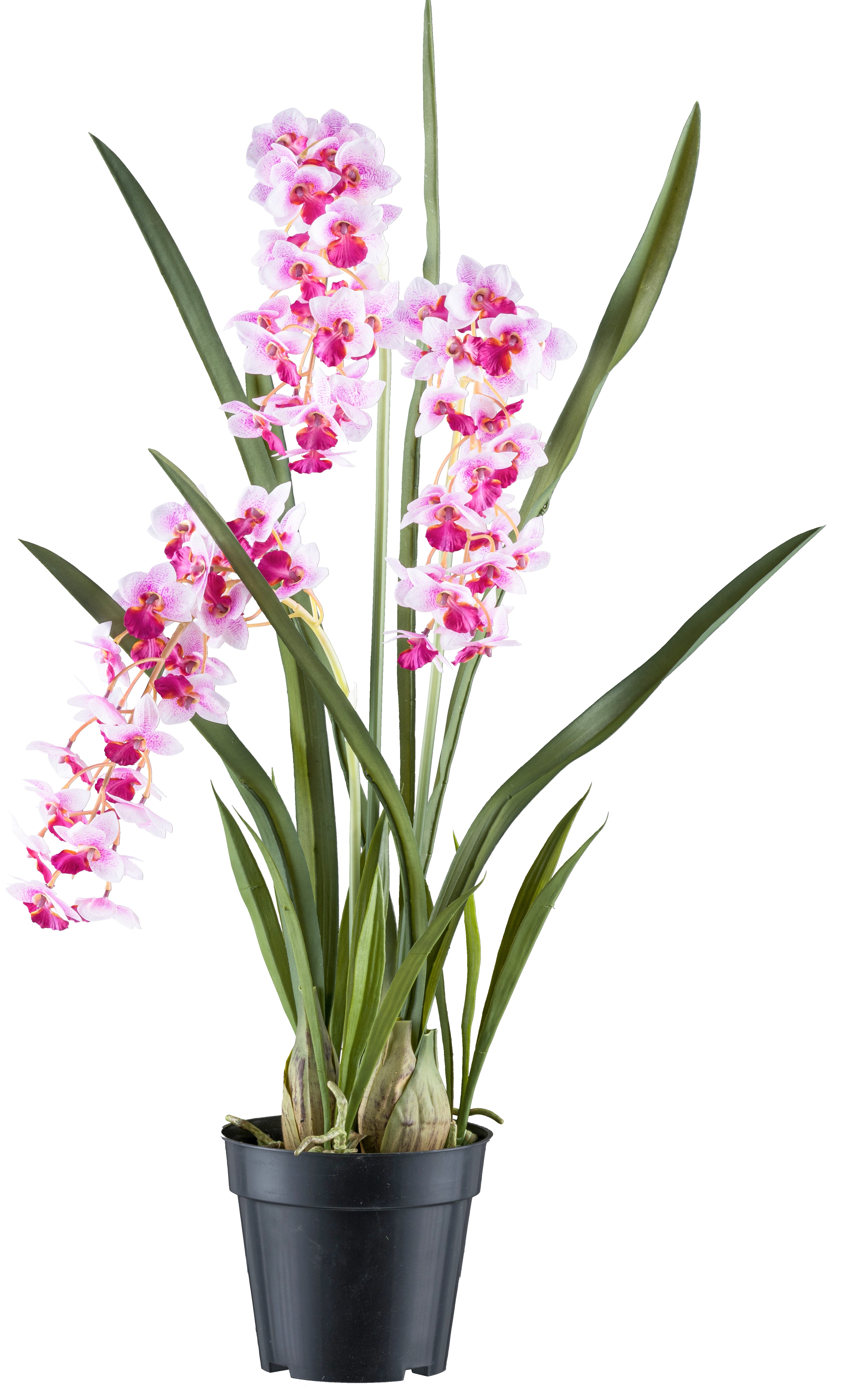 Cymbidie orientalis x3,ca 80cm weisslila, Real Touch im Kunststofftopf 17x15cm