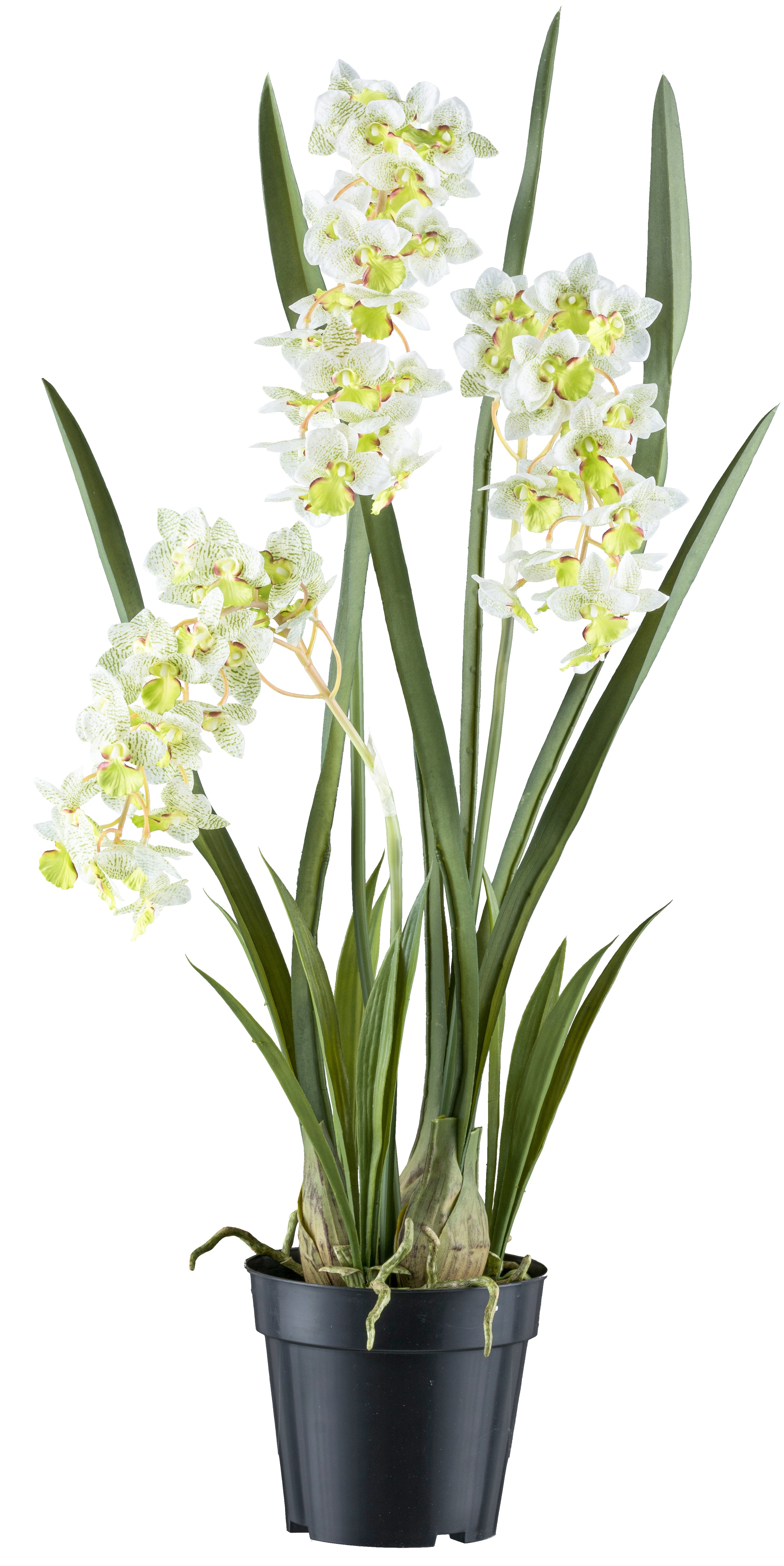Cymbidie orientalis x3,ca 80cm weissgruen, Real Touch im Kunststofftopf 17x15cm