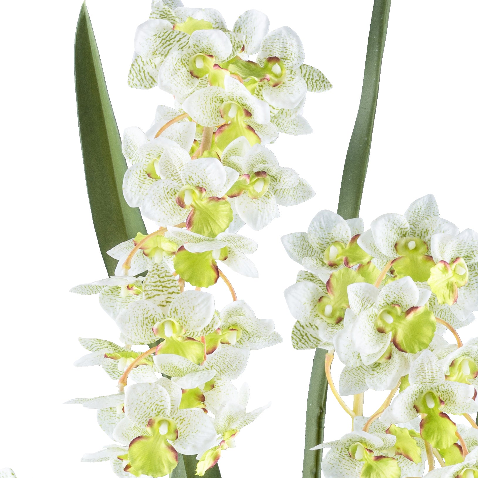Cymbidie orientalis x3,ca 80cm weissgruen, Real Touch im Kunststofftopf 17x15cm