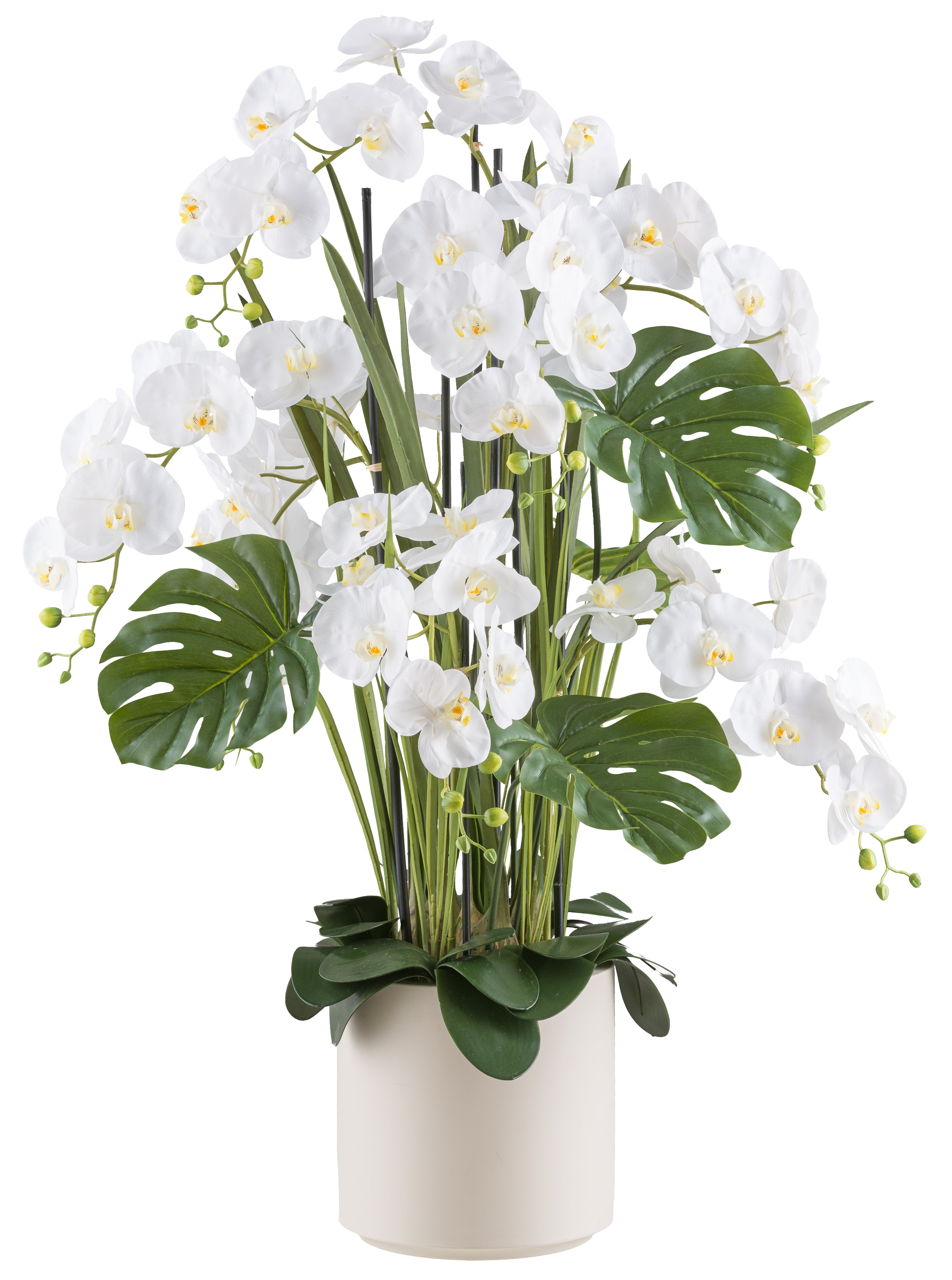 Phalaenopsisarrangement x7 120cm weiss, Real Touch im Kunststofftopf 27x27cm creme