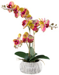 Phalaenopsis x3, ca 48cm, gelbpink, in Zementschale grau 12/16x8,5cm Real Touch
