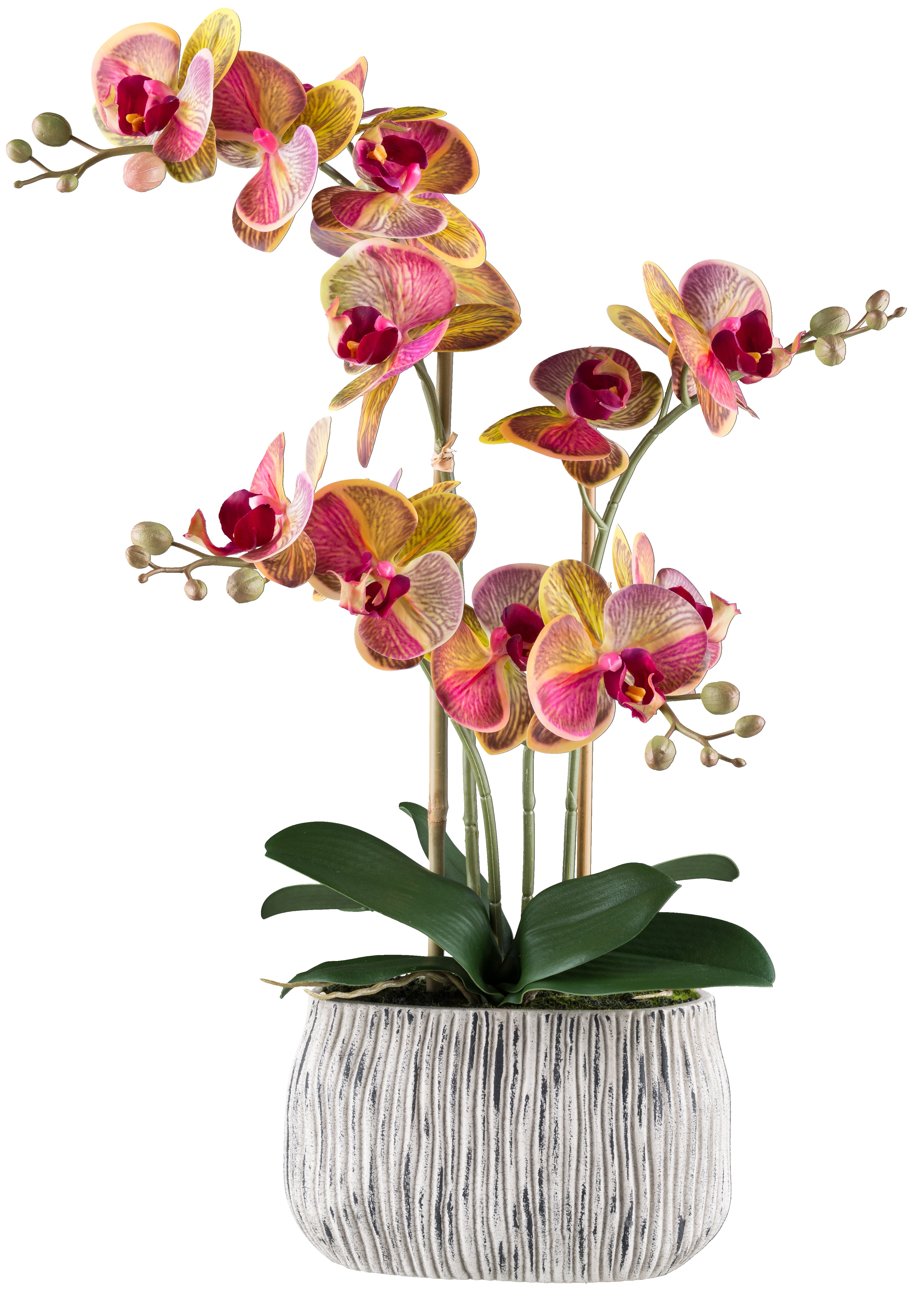 Phalaenopsis x4, ca 56cm gelbpink, in Zementschale grau 20x13x8cm Real Touch