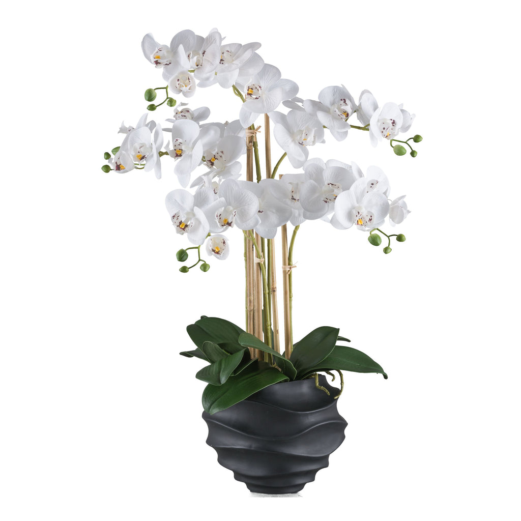 Phalaenopsis x5, 70cm weiss, im Kunststofftopf 21x17cm schwarz Real Touch