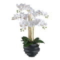 Phalaenopsis x5, 70cm weiss, im Kunststofftopf 21x17cm schwarz Real Touch
