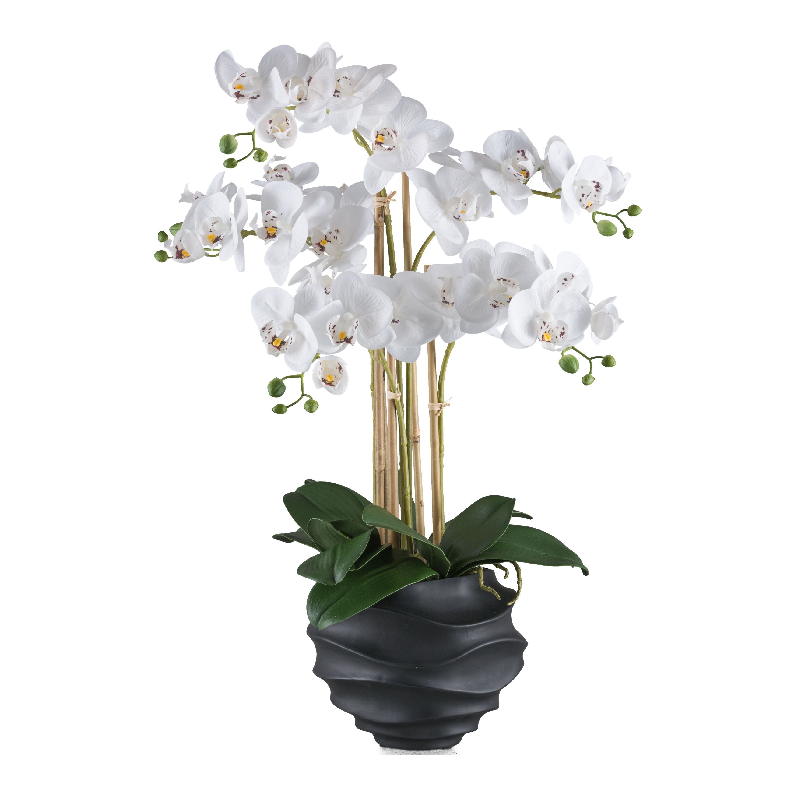 Phalaenopsis x5, 70cm weiss, im Kunststofftopf 21x17cm schwarz Real Touch