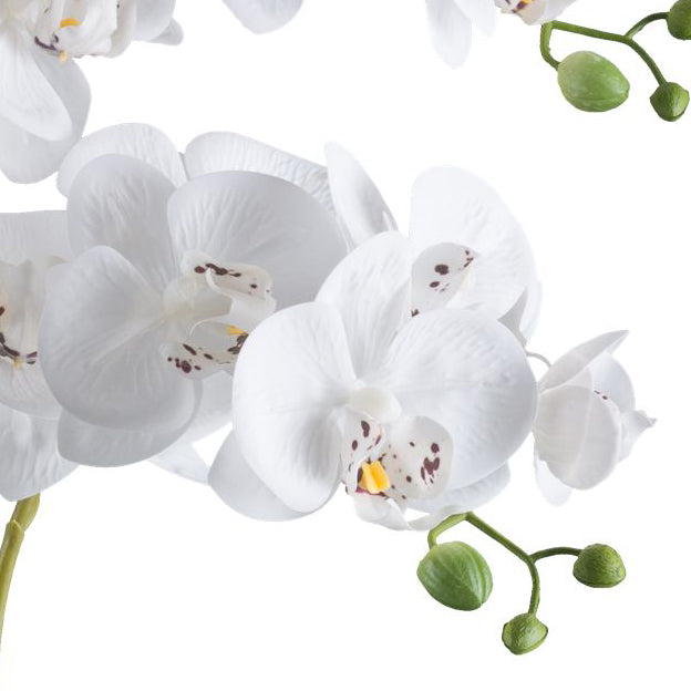 Phalaenopsis x5, 70cm weiss, im Kunststofftopf 21x17cm schwarz Real Touch
