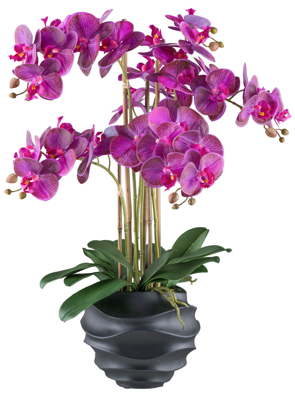 Phalaenopsis x5, 70cm lila, im Kunststofftopf 21x17cm schwarz Real Touch