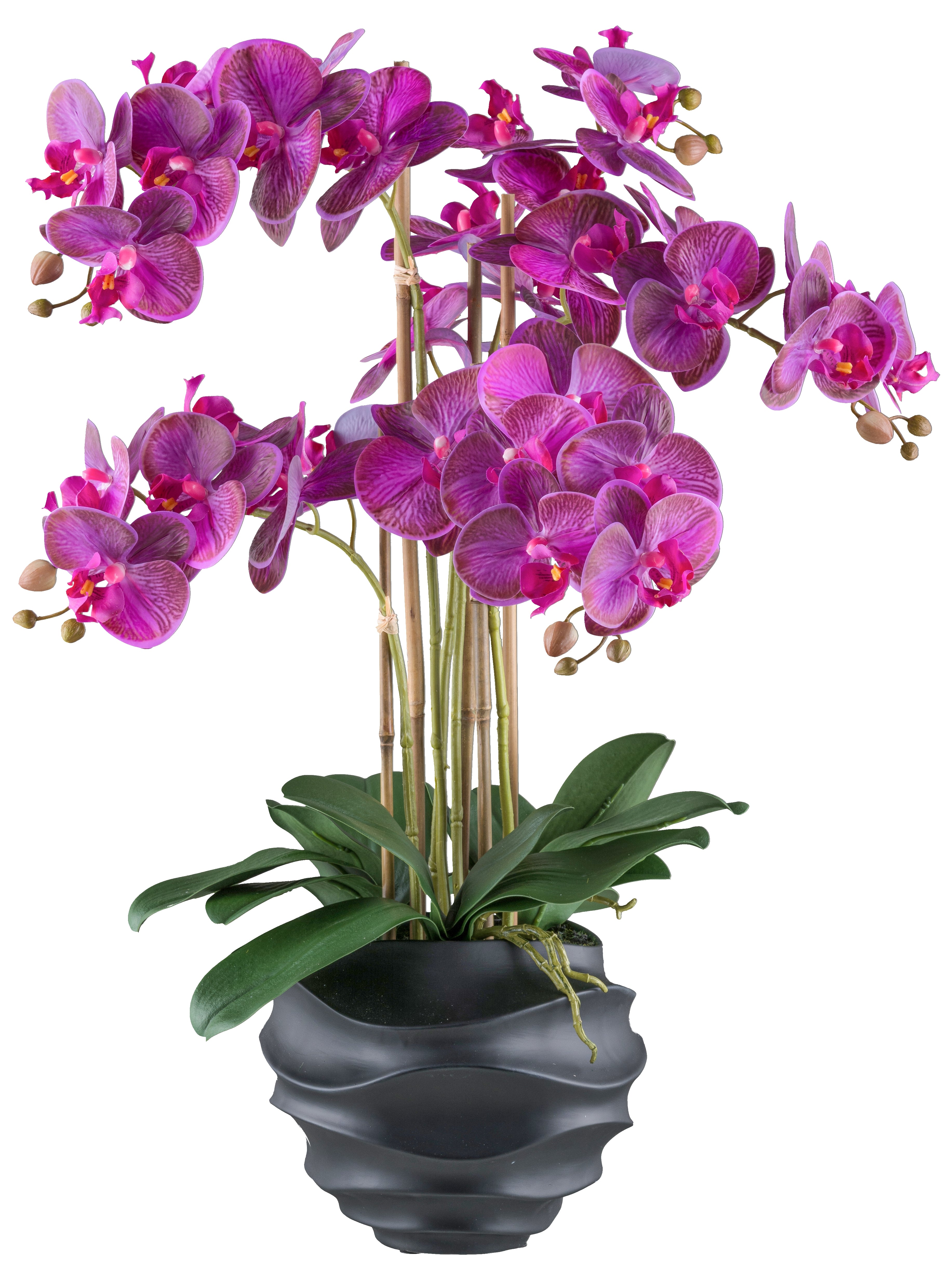 Phalaenopsis x5, 70cm lila, im Kunststofftopf 21x17cm schwarz Real Touch