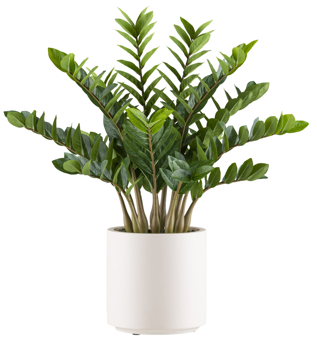 Zamioculcas zamiifolia x15, 85cm im Kunststofftopf creme 26x26,5cm mit Erde