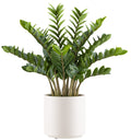 Zamioculcas zamiifolia x15, 85cm im Kunststofftopf creme 26x26,5cm mit Erde