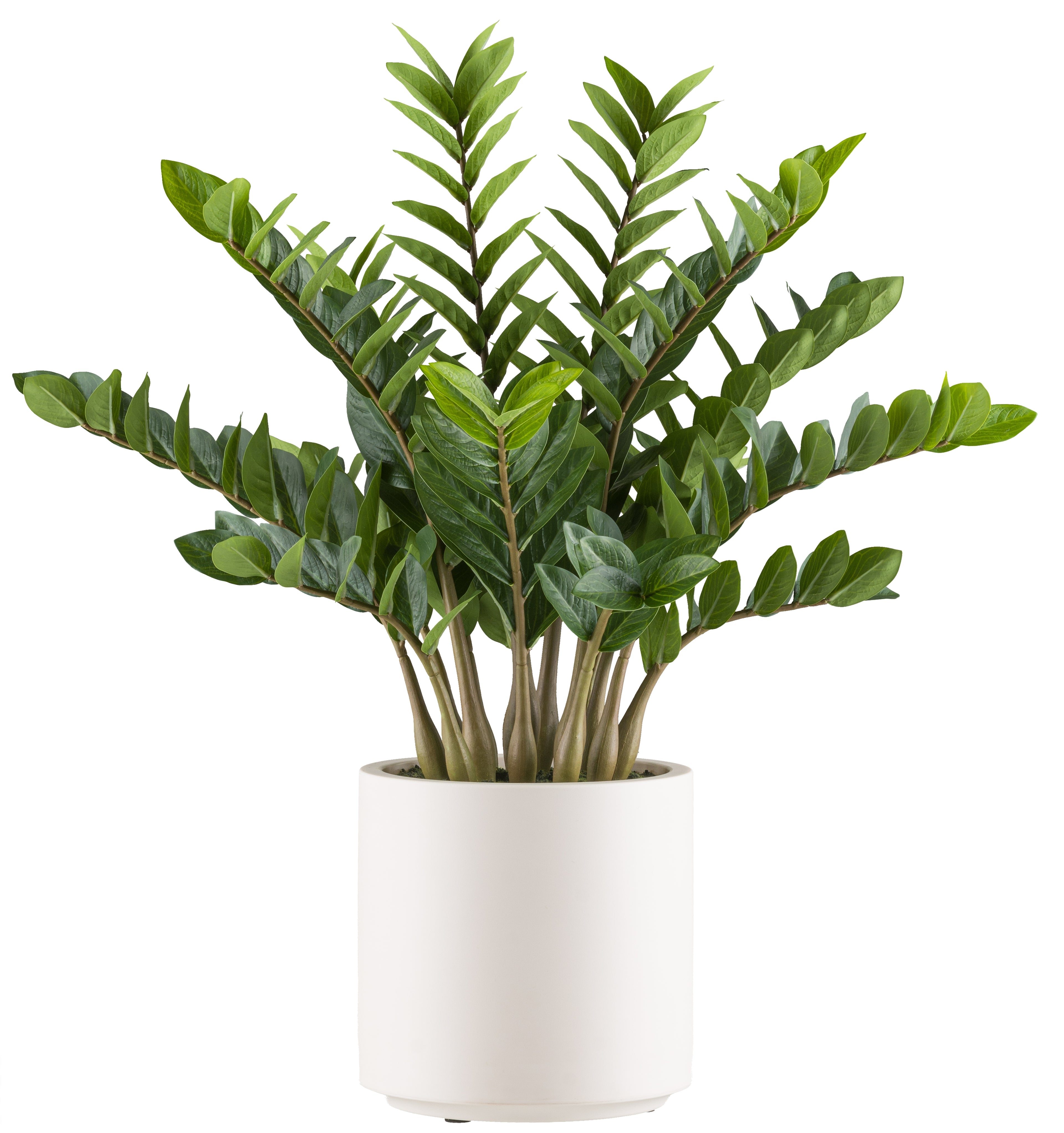 Zamioculcas zamiifolia x15, 85cm im Kunststofftopf creme 26x26,5cm mit Erde