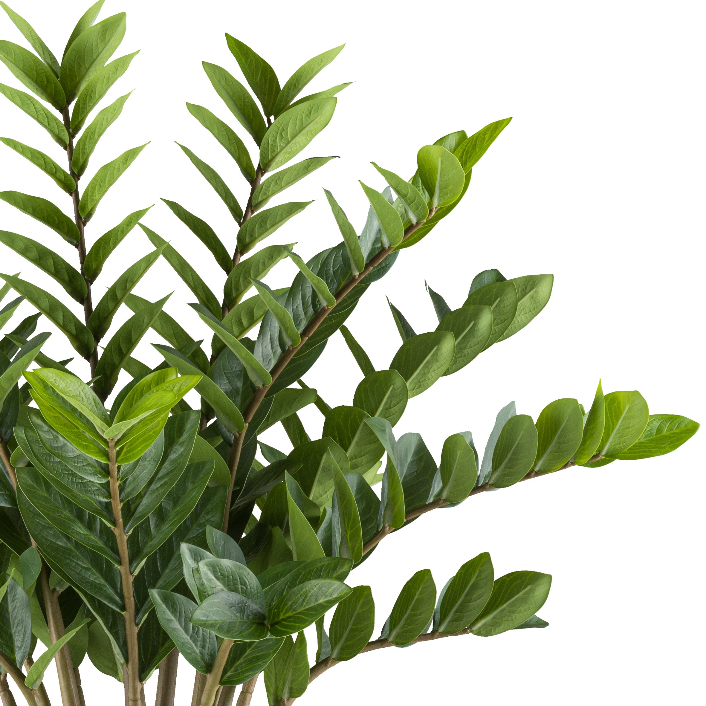Zamioculcas zamiifolia x15, 85cm im Kunststofftopf creme 26x26,5cm mit Erde