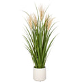 Schilfrohrgras x5, 125cm, gruen, im Kunststofftopf 22x22cm creme