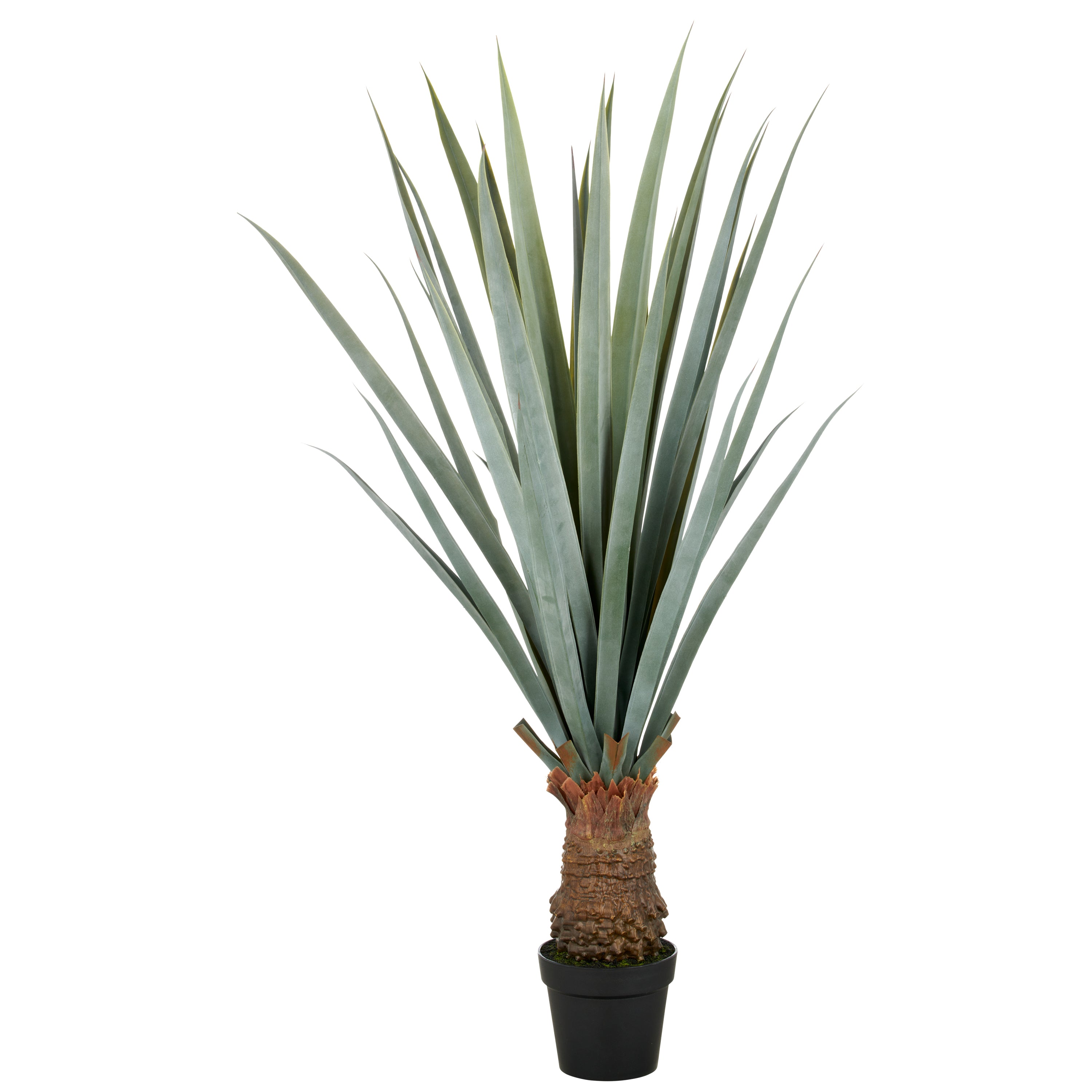 Agave angustifolia, 140cm, gruengrau, im Kunststofftopf 20x17cm, UV-bestaendig