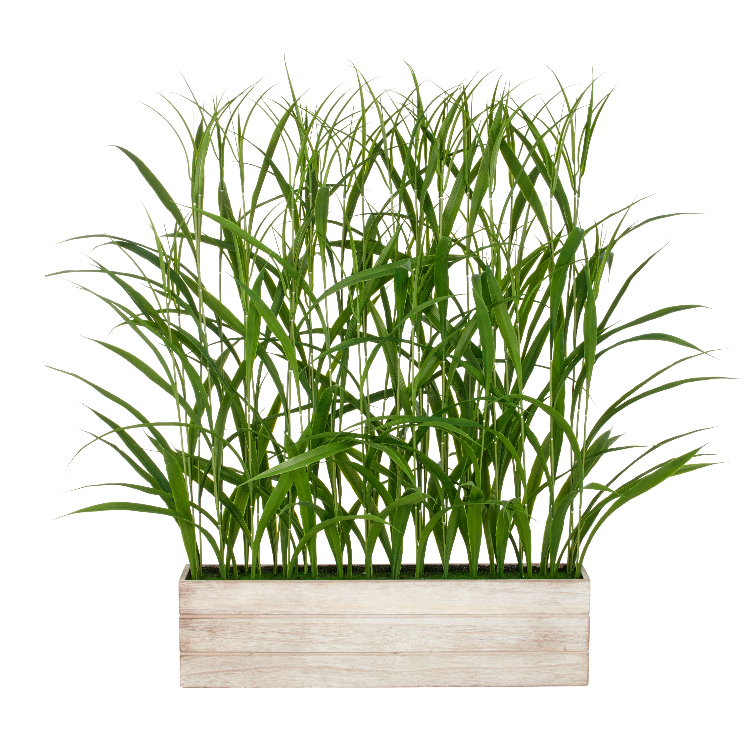 Jumbogras Raumteiler, 120cm, gruen, im Holzkasten 75x15x20cm, UV-bestaendig