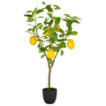 Zitronenbaum x5, 90cm, gruen, im Kunststofftopf 14x13cm