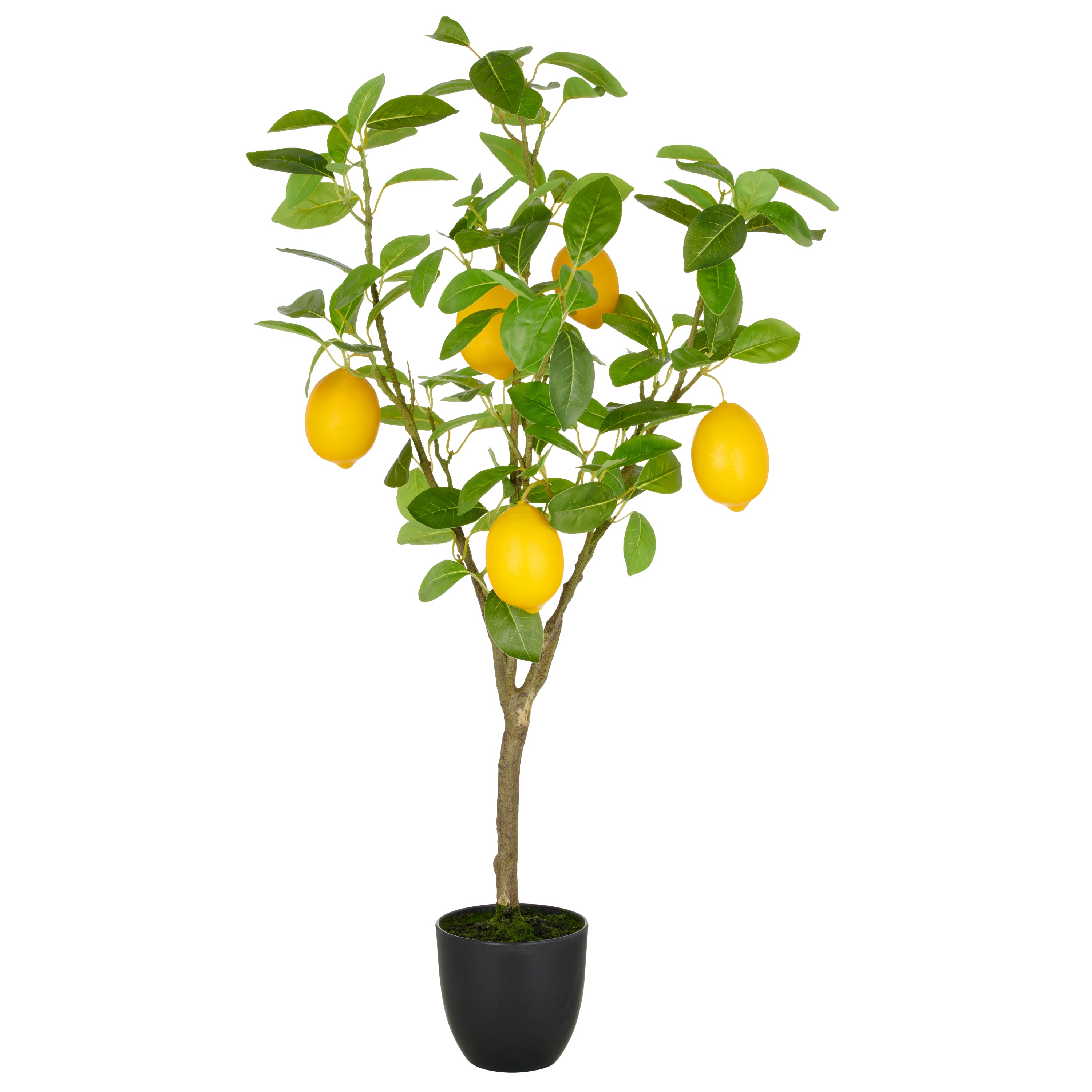 Zitronenbaum x5, 90cm, gruen, im Kunststofftopf 14x13cm