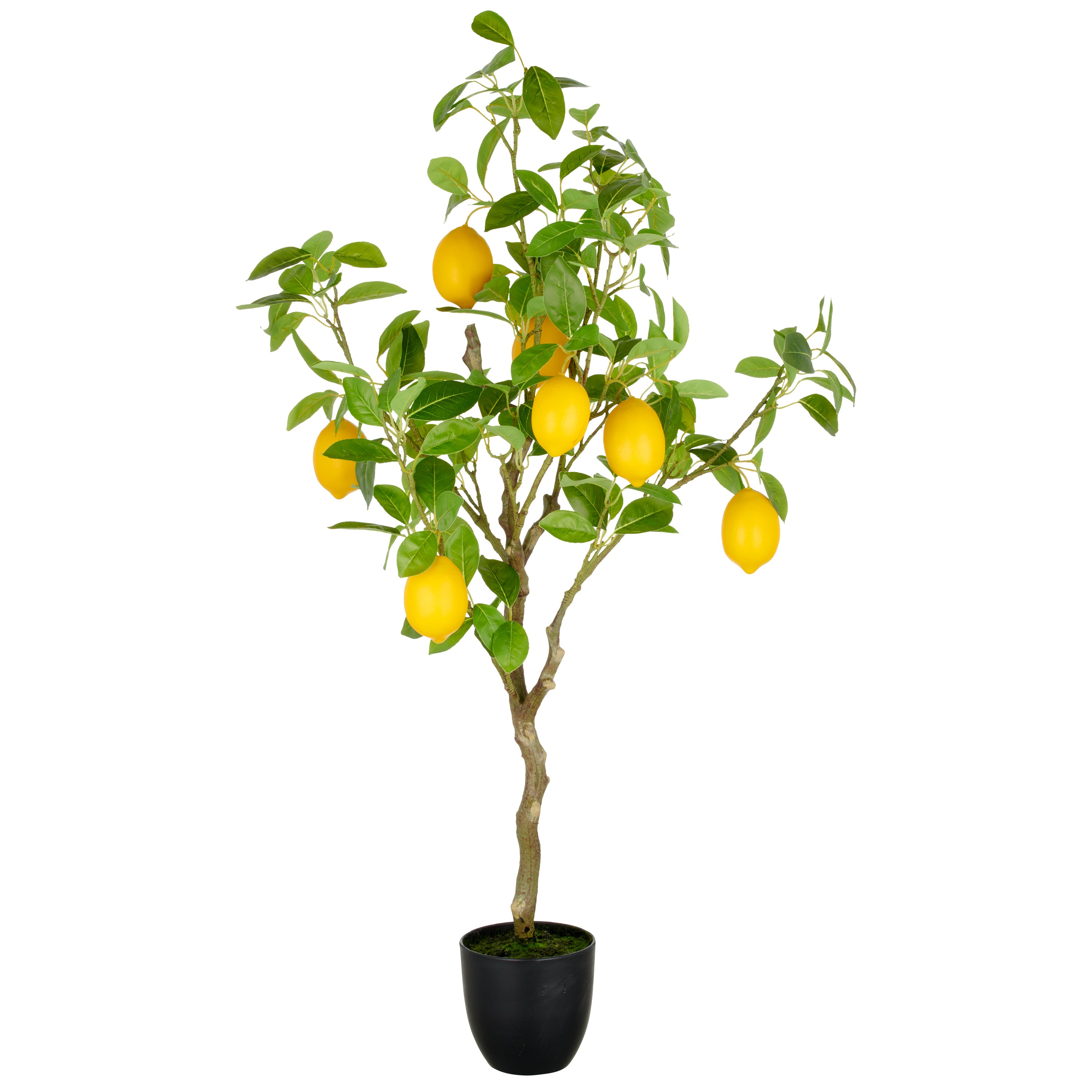 Zitronenbaum x7, 115cm, gruen, im Kunststofftopf 16x15cm