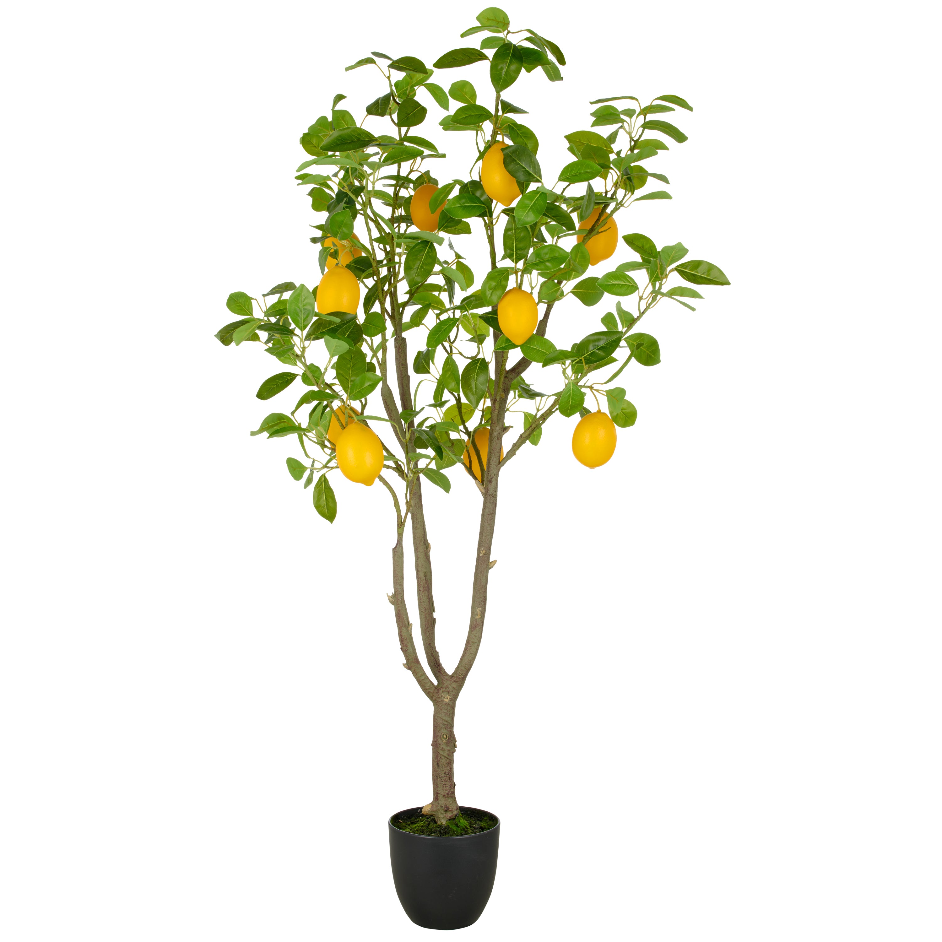 Zitronenbaum x10, 145cm, gruen, im Kunststofftopf 18x16,5cm