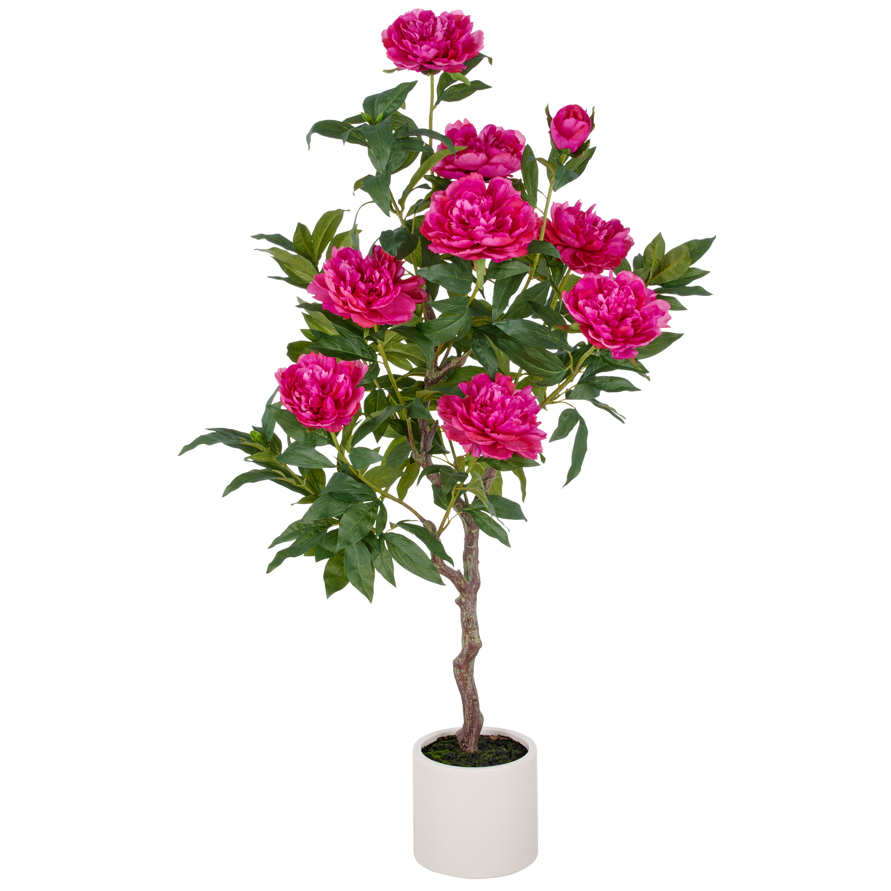 Peonien Hochstamm x9, 120cm, fuchsia, im Kunststofftopf 17,5x17,5cm creme