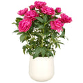 Peonien Arrangement x12, 80cm, fuchsia, im Kunststofftopf 24x26cm creme
