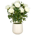 Peonien Arrangement x12, 80cm, creme, im Kunststofftopf 24x26cm creme