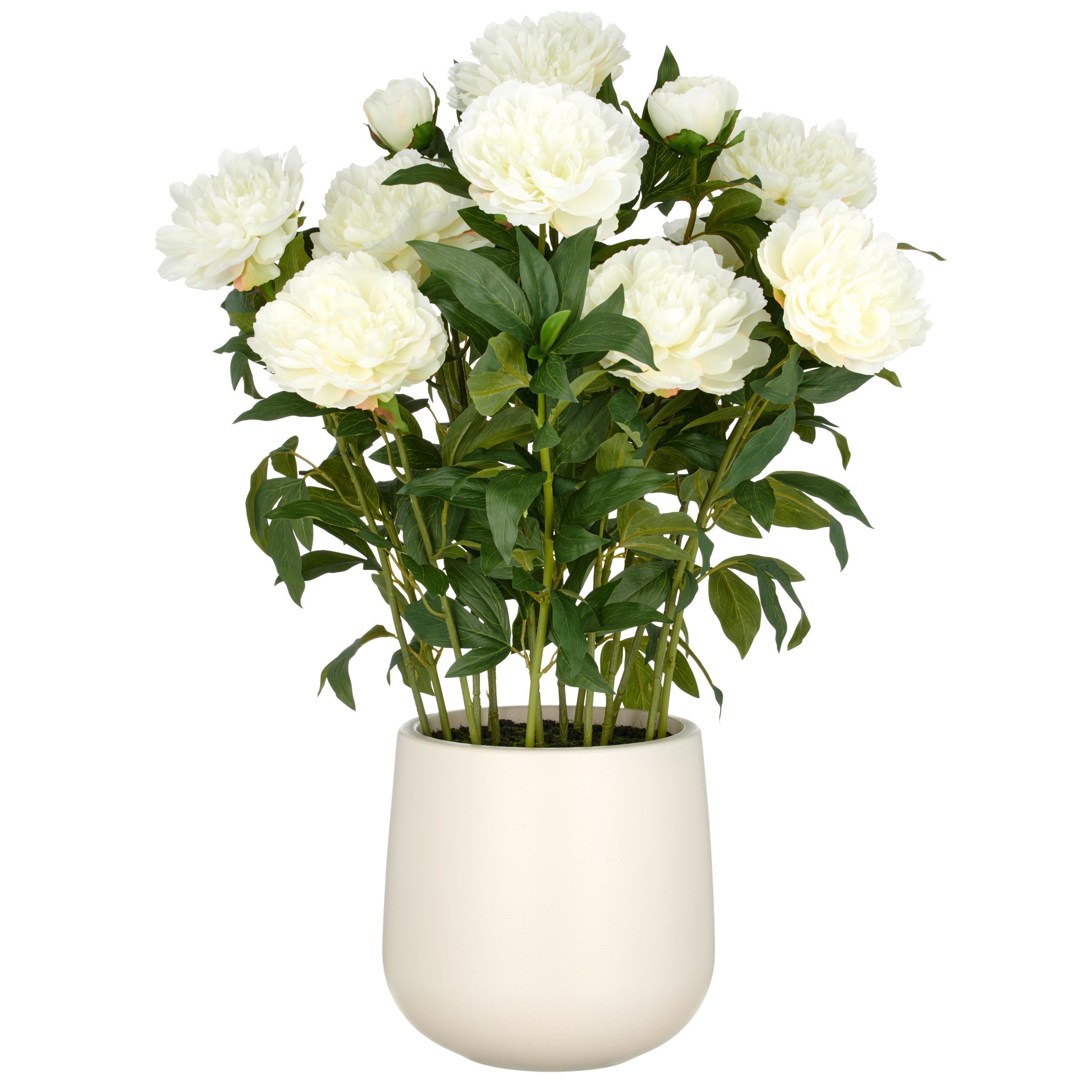 Peonien Arrangement x12, 80cm, creme, im Kunststofftopf 24x26cm creme