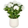 Hortensien Arrangement x9, 70cm, weiss, im Kunststofftopf 24x26cm creme